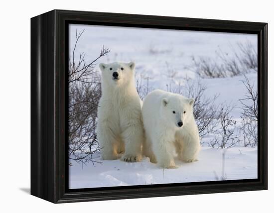 Polar Bear Cubs (Ursus Maritimus), Churchill, Hudson Bay, Manitoba, Canada-Thorsten Milse-Framed Premier Image Canvas