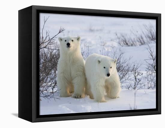 Polar Bear Cubs (Ursus Maritimus), Churchill, Hudson Bay, Manitoba, Canada-Thorsten Milse-Framed Premier Image Canvas