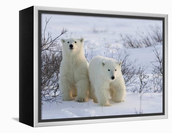 Polar Bear Cubs (Ursus Maritimus), Churchill, Hudson Bay, Manitoba, Canada-Thorsten Milse-Framed Premier Image Canvas