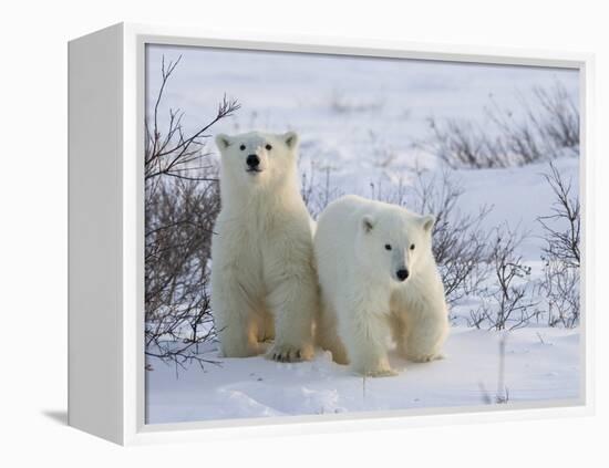 Polar Bear Cubs (Ursus Maritimus), Churchill, Hudson Bay, Manitoba, Canada-Thorsten Milse-Framed Premier Image Canvas