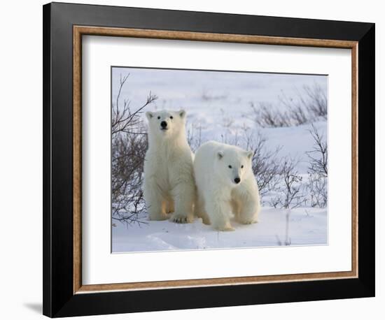 Polar Bear Cubs (Ursus Maritimus), Churchill, Hudson Bay, Manitoba, Canada-Thorsten Milse-Framed Photographic Print