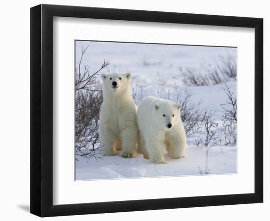 Polar Bear Cubs (Ursus Maritimus), Churchill, Hudson Bay, Manitoba, Canada-Thorsten Milse-Framed Photographic Print