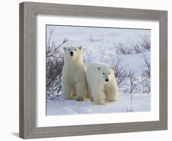 Polar Bear Cubs (Ursus Maritimus), Churchill, Hudson Bay, Manitoba, Canada-Thorsten Milse-Framed Photographic Print