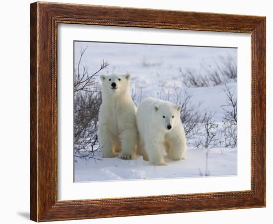 Polar Bear Cubs (Ursus Maritimus), Churchill, Hudson Bay, Manitoba, Canada-Thorsten Milse-Framed Photographic Print