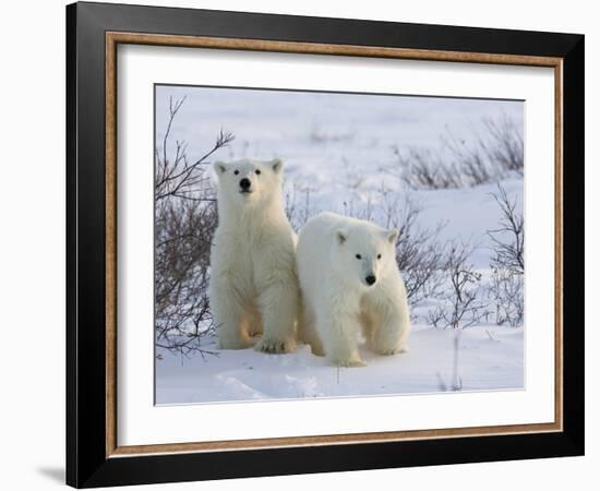 Polar Bear Cubs (Ursus Maritimus), Churchill, Hudson Bay, Manitoba, Canada-Thorsten Milse-Framed Photographic Print