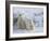Polar Bear Cubs (Ursus Maritimus), Churchill, Hudson Bay, Manitoba, Canada-Thorsten Milse-Framed Photographic Print