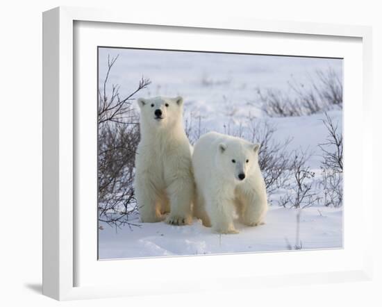 Polar Bear Cubs (Ursus Maritimus), Churchill, Hudson Bay, Manitoba, Canada-Thorsten Milse-Framed Photographic Print