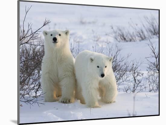 Polar Bear Cubs (Ursus Maritimus), Churchill, Hudson Bay, Manitoba, Canada-Thorsten Milse-Mounted Photographic Print