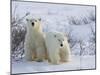 Polar Bear Cubs (Ursus Maritimus), Churchill, Hudson Bay, Manitoba, Canada-Thorsten Milse-Mounted Photographic Print