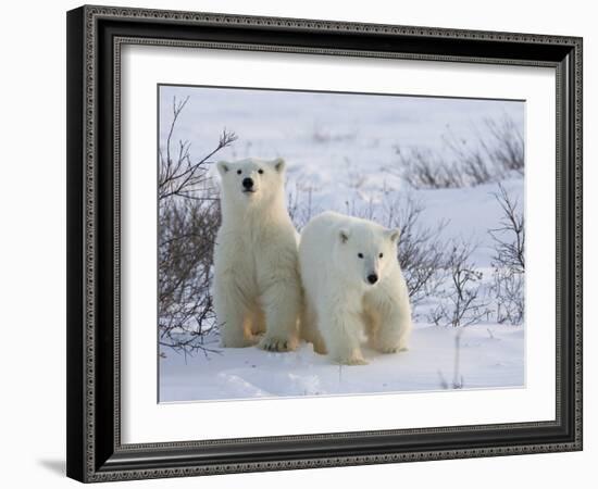 Polar Bear Cubs (Ursus Maritimus), Churchill, Hudson Bay, Manitoba, Canada-Thorsten Milse-Framed Photographic Print