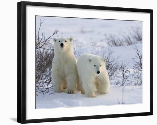 Polar Bear Cubs (Ursus Maritimus), Churchill, Hudson Bay, Manitoba, Canada-Thorsten Milse-Framed Photographic Print