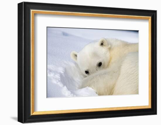 Polar Bear Curled Up on Iceberg at Spitsbergen Island-Paul Souders-Framed Photographic Print