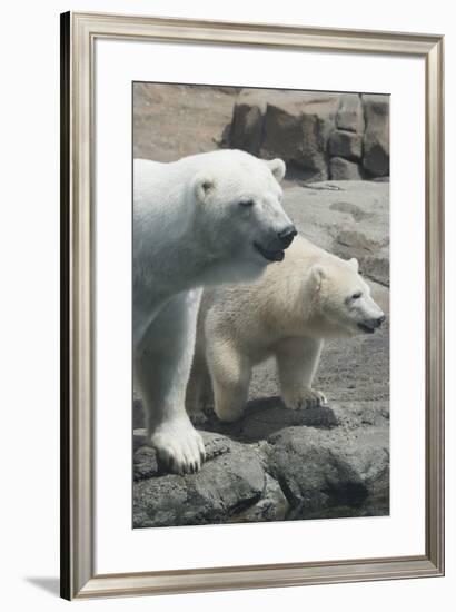 Polar Bear CZ 17 1-Robert Michaud-Framed Giclee Print