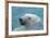 Polar Bear CZ 17 7-Robert Michaud-Framed Giclee Print