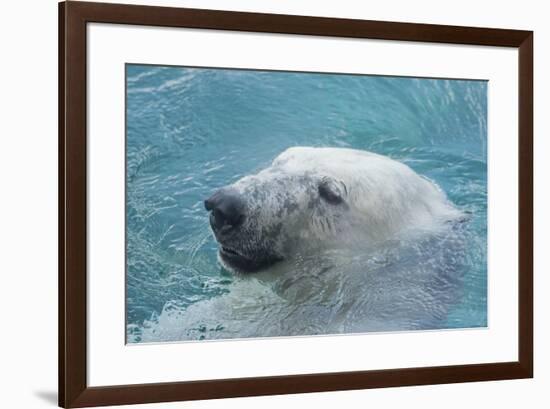 Polar Bear CZ 17 7-Robert Michaud-Framed Giclee Print