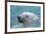 Polar Bear CZ 17 7-Robert Michaud-Framed Giclee Print