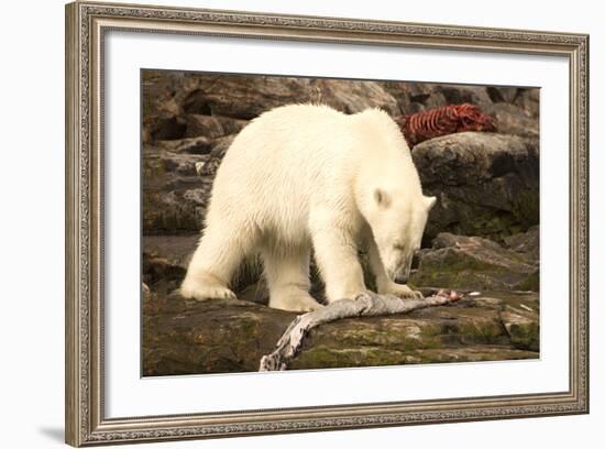 Polar Bear Feeding on a Seal Carcass, Button Islands, Labrador, Canada, North America-Gabrielle and Michel Therin-Weise-Framed Photographic Print