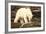 Polar Bear Feeding on a Seal Carcass, Button Islands, Labrador, Canada, North America-Gabrielle and Michel Therin-Weise-Framed Photographic Print