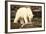 Polar Bear Feeding on a Seal Carcass, Button Islands, Labrador, Canada, North America-Gabrielle and Michel Therin-Weise-Framed Photographic Print