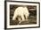 Polar Bear Feeding on a Seal Carcass, Button Islands, Labrador, Canada, North America-Gabrielle and Michel Therin-Weise-Framed Photographic Print