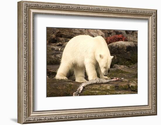 Polar Bear Feeding on a Seal Carcass, Button Islands, Labrador, Canada, North America-Gabrielle and Michel Therin-Weise-Framed Photographic Print