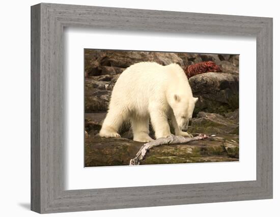 Polar Bear Feeding on a Seal Carcass, Button Islands, Labrador, Canada, North America-Gabrielle and Michel Therin-Weise-Framed Photographic Print