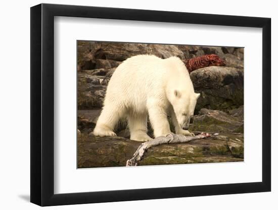 Polar Bear Feeding on a Seal Carcass, Button Islands, Labrador, Canada, North America-Gabrielle and Michel Therin-Weise-Framed Photographic Print