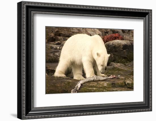 Polar Bear Feeding on a Seal Carcass, Button Islands, Labrador, Canada, North America-Gabrielle and Michel Therin-Weise-Framed Photographic Print