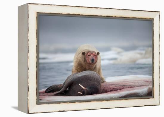 Polar Bear Feeding on Walrus, Hudson Bay, Nunavut, Canada-Paul Souders-Framed Premier Image Canvas