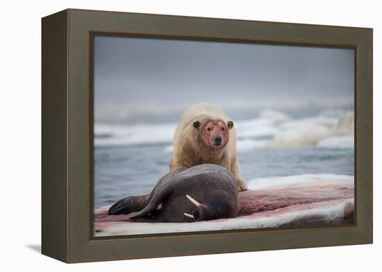 Polar Bear Feeding on Walrus, Hudson Bay, Nunavut, Canada-Paul Souders-Framed Premier Image Canvas