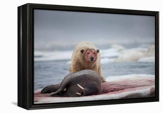 Polar Bear Feeding on Walrus, Hudson Bay, Nunavut, Canada-Paul Souders-Framed Premier Image Canvas