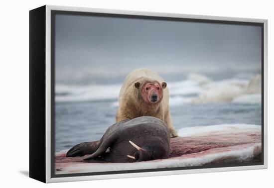 Polar Bear Feeding on Walrus, Hudson Bay, Nunavut, Canada-Paul Souders-Framed Premier Image Canvas