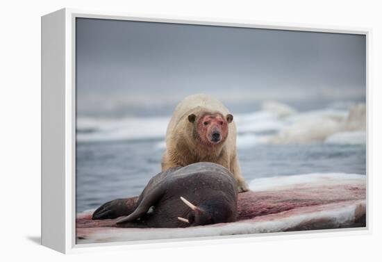 Polar Bear Feeding on Walrus, Hudson Bay, Nunavut, Canada-Paul Souders-Framed Premier Image Canvas