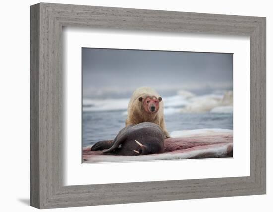 Polar Bear Feeding on Walrus, Hudson Bay, Nunavut, Canada-Paul Souders-Framed Photographic Print