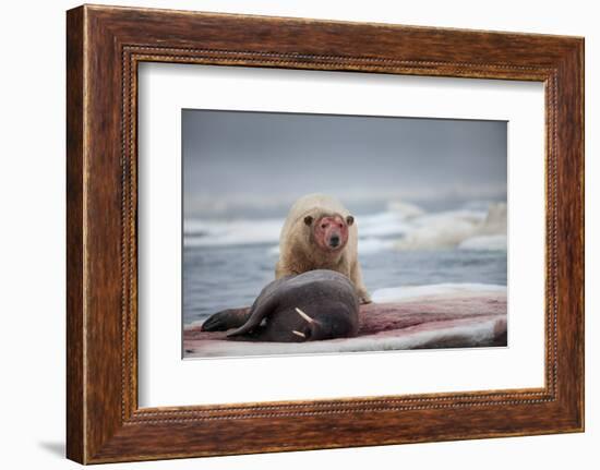 Polar Bear Feeding on Walrus, Hudson Bay, Nunavut, Canada-Paul Souders-Framed Photographic Print