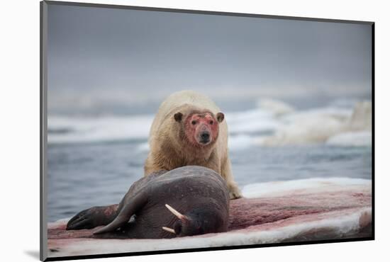 Polar Bear Feeding on Walrus, Hudson Bay, Nunavut, Canada-Paul Souders-Mounted Photographic Print