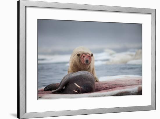 Polar Bear Feeding on Walrus, Hudson Bay, Nunavut, Canada-Paul Souders-Framed Photographic Print