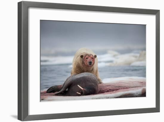 Polar Bear Feeding on Walrus, Hudson Bay, Nunavut, Canada-Paul Souders-Framed Photographic Print