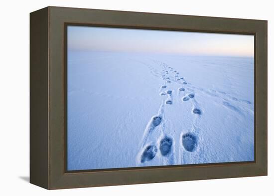 Polar Bear Footprints in the Snow, Bernard Spit, ANWR, Alaska, USA-Steve Kazlowski-Framed Premier Image Canvas