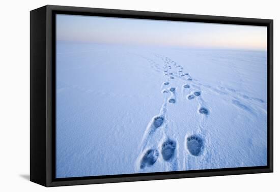 Polar Bear Footprints in the Snow, Bernard Spit, ANWR, Alaska, USA-Steve Kazlowski-Framed Premier Image Canvas