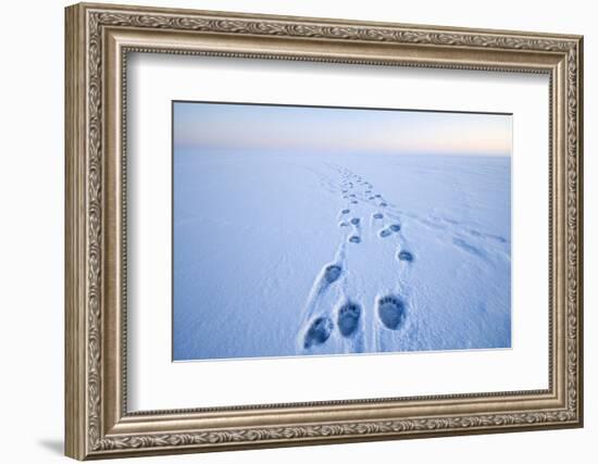 Polar Bear Footprints in the Snow, Bernard Spit, ANWR, Alaska, USA-Steve Kazlowski-Framed Photographic Print