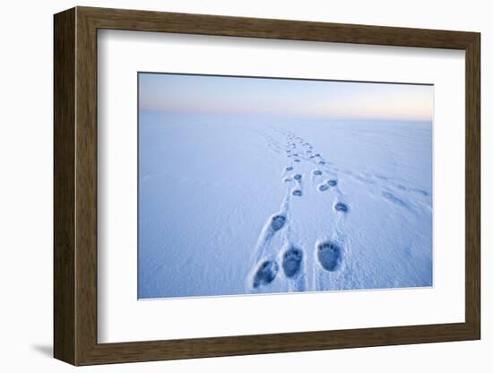 Polar Bear Footprints in the Snow, Bernard Spit, ANWR, Alaska, USA-Steve Kazlowski-Framed Photographic Print