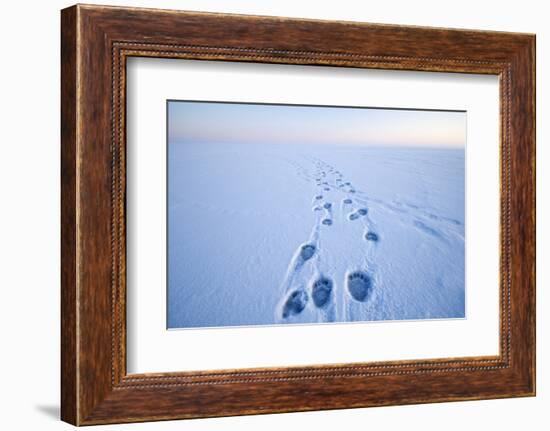 Polar Bear Footprints in the Snow, Bernard Spit, ANWR, Alaska, USA-Steve Kazlowski-Framed Photographic Print