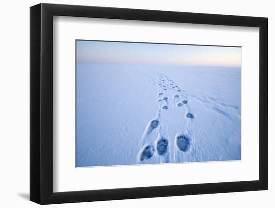 Polar Bear Footprints in the Snow, Bernard Spit, ANWR, Alaska, USA-Steve Kazlowski-Framed Photographic Print