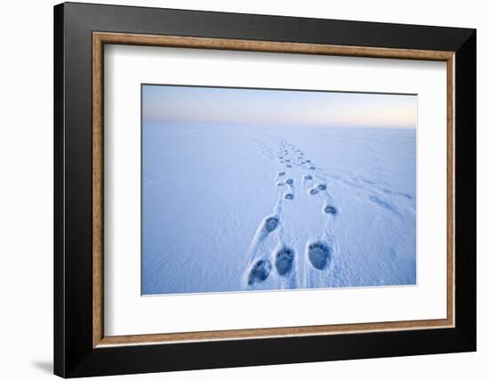 Polar Bear Footprints in the Snow, Bernard Spit, ANWR, Alaska, USA-Steve Kazlowski-Framed Photographic Print