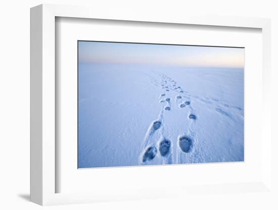 Polar Bear Footprints in the Snow, Bernard Spit, ANWR, Alaska, USA-Steve Kazlowski-Framed Photographic Print