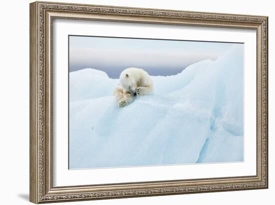 Polar Bear Grooming-Joan Gil Raga-Framed Giclee Print