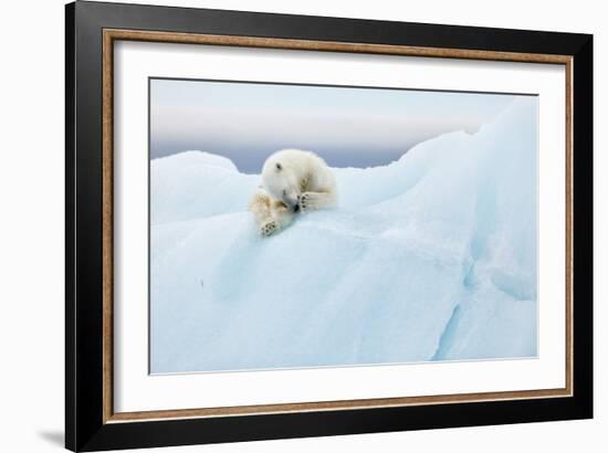 Polar Bear Grooming-Joan Gil Raga-Framed Giclee Print