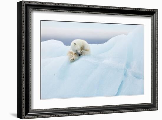 Polar Bear Grooming-Joan Gil Raga-Framed Giclee Print