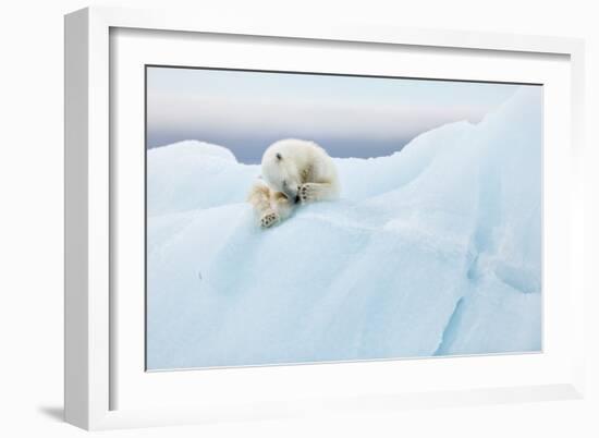 Polar Bear Grooming-Joan Gil Raga-Framed Giclee Print